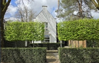 Afbeelding Leihaagbeuk - Carpinus betulus