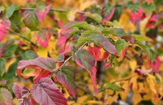 Afbeelding Perzisch IJzerhout 'Bella' - Parrotia persica 'Bella'