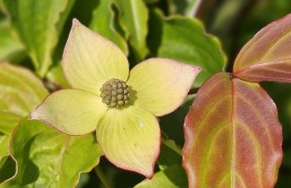 Afbeelding Japanse grootbloemige kornoelje 'Wieting's Select' - Cornus kousa 'Wieting's Select'