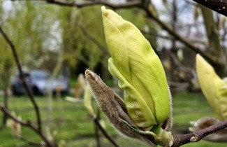Afbeelding Magnolia x brooklynensis 'Elizabeth' - Magnolia x brooklynensis 'Elizabeth'