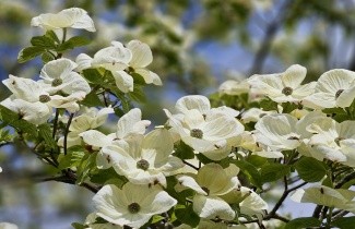 Afbeelding Grootbloemige kornoelje 'Eddie's White Wonder' - Cornus 'Eddie's White Wonder'