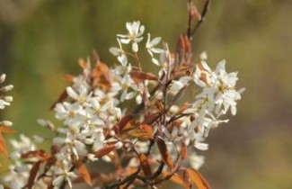 Afbeelding Krentenboompje - Amelanchier lamarckii