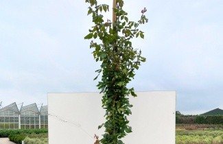 Afbeelding Klimroos 'Alaska' - Rosa 'Alaska'