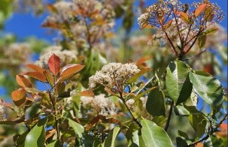 Afbeelding Glansmispel 'Camilvy' hoogstam - Photinia fraseri 'Camilvy'