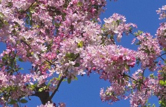 Afbeelding Sierappel - Malus floribunda