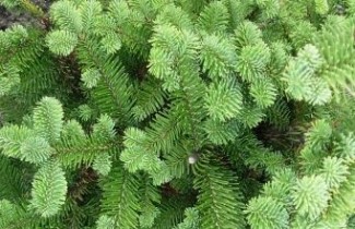 Afbeelding Edelspar - Abies procera