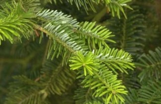 Afbeelding Fraserspar - Abies fraseri