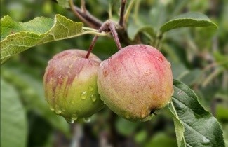 Afbeelding Appel 'Gloster' - Malus domestica 'Gloster'