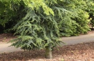 Afbeelding Libanonceder - Cedrus libani 'Fastigiata'