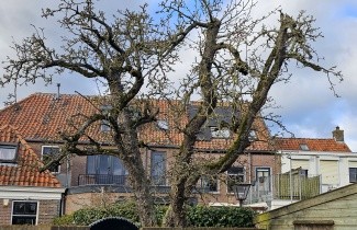 Afbeelding Handpeer 'Charneux de Legipont' - Pyrus communis 'Charneux de legipont'
