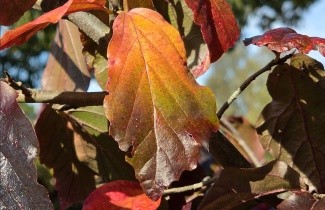 Afbeelding Perzisch IJzerhout - Parrotia persica