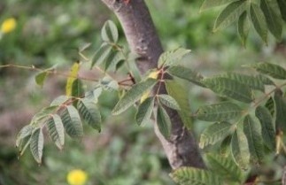 Afbeelding Chinese mahonieboom 'Flamingo' - Toona sinensis 'Flamingo'