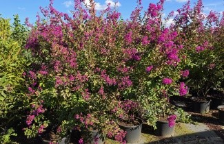 Afbeelding roodpaarse indische sering - Lagerstroemia indica 'Benoit'