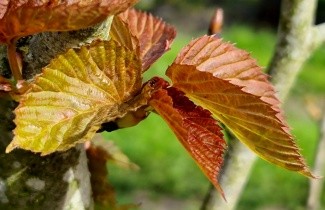 Afbeelding Vaantjesboom 'Vilmoriniana' - Davidia involucrata var. vilmoriniana