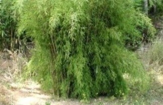 Afbeelding Bamboe 'Great Wall' - Fargesia nitida 'Great Wall'