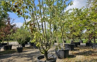 Afbeelding Stoofpeer 'Gieser Wildeman' - Pyrus communis 'Gieser Wildeman'