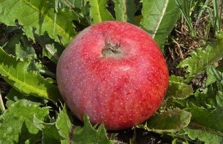 Afbeelding Appel 'Sijden Hempje' - Malus domestica 'Sijden Hempje'
