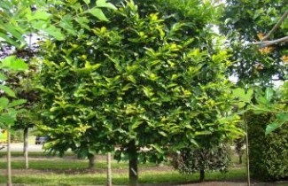 Afbeelding Tamme Kastanje - Castanea sativa