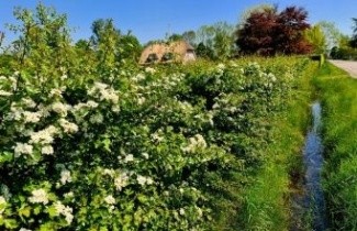 Afbeelding Eenstijlige meidoorn, spil - Crataegus monogyna