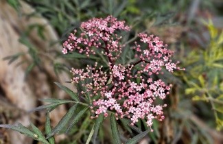 Afbeelding Zwarte vlier 'Black Beauty' - Sambucus nigra 'Black Beauty'
