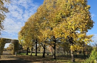 Afbeelding Amerikaanse Linde - Tilia americana 'Nova'