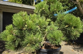 Afbeelding Dwerg Oostenrijkse den 'Nana' - Pinus nigra 'Nana'