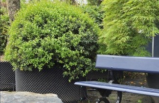 Afbeelding Schijnhulst - Osmanthus x burkwoodii