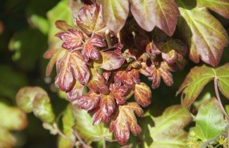 Afbeelding Veldesdoorn 'Red Shine' - Acer campestre 'Red Shine'