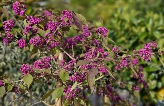 Afbeelding Schoonvrucht 'Profusion' - Callicarpa bodinieri 'Profusion'