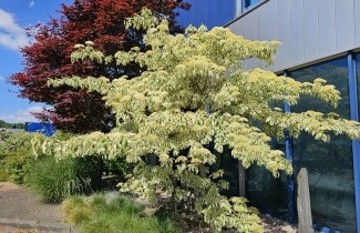 Afbeelding Reuze kornoelje  'Variegata' - Cornus controversa 'Variegata'
