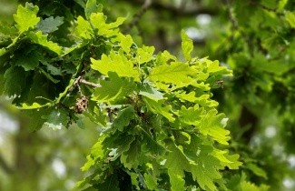 Afbeelding Zomereik, spil - Quercus robur