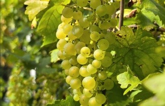 Afbeelding Witte druif 'Vroege van der Laan' - Vitis vinifera 'Vroege van der Laan'