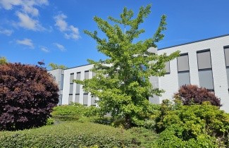 Afbeelding Japanse Notenboom - Ginkgo biloba