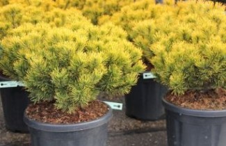 Afbeelding Bergden 'Winter Gold' - Pinus mugo 'Winter Gold'