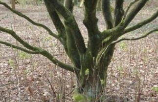 Afbeelding Japanse Esdoorn 'Oridono nishiki' - Acer palmatum 'Oridono nishiki'