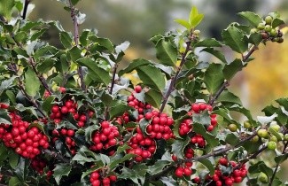 Afbeelding Blauwe hulst - Ilex meserveae 'Blue Princess'