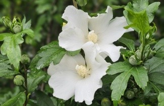 Afbeelding Altheastruik 'Totus albus' - Hibiscus syriacus 'Totus albus'