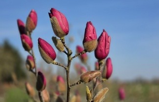 Afbeelding Magnolia 'Black Tulip' - Magnolia 'Black Tulip'