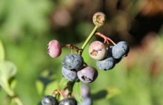 Afbeelding Amerikaanse Bosbes 'Ama' - Vaccinium corymbosum 'Ama'