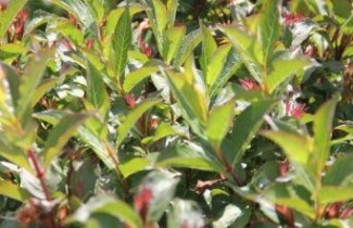 Afbeelding Weigela 'Minuet' - Weigela florida 'Minuet'