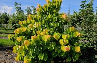 Afbeelding Judasboom 'The Rising Sun' - Cercis. can 'The Rising Sun'