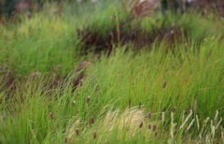 Afbeelding Pijpestrootje - Molinia caerulea 'Moorhexe'