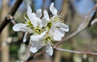 Afbeelding Krentenboompje 'Obelisk' - Amelanchier alnifolia 'Obelisk'