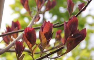 Afbeelding Roodbladige Pruikenboom - Cotinus coggygria 'Grace'