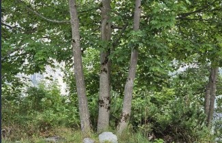 Afbeelding Gewone Esdoorn - Acer pseudoplatanus