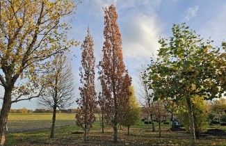 Afbeelding Zomereik ( Fastigiata Koster) - Quercus robur 'Fastigiata'