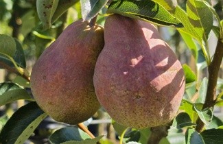 Afbeelding Handpeer 'Williams' - Pyrus communis 'Williams'