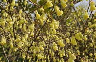 Afbeelding Schijnhazelaar pauciflora - Corylopsis pauciflora