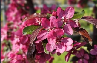 Afbeelding Sierappel 'Veitch's Scarlet' - Malus 'Veitch's Scarlet'