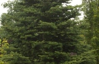 Afbeelding Fraserspar - Abies fraseri